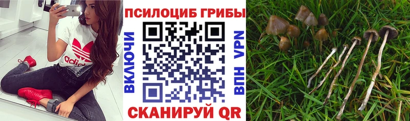 закладка  Нижний Ломов  Псилоцибиновые грибы мухоморы 